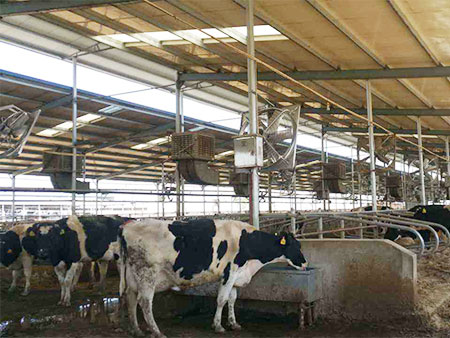 不锈钢奶牛恒温饮水槽有什么特点和作用?