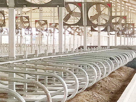 什么是奶牛卧床?牛卧床有什么用?